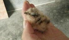 鹞子在线观看,揭秘神秘鹞子家族的传奇故事